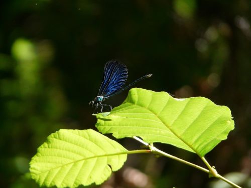 demoiselle nature insect