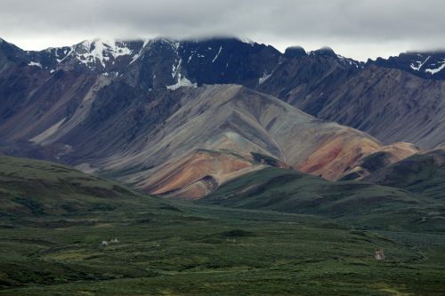 denali alaska nature