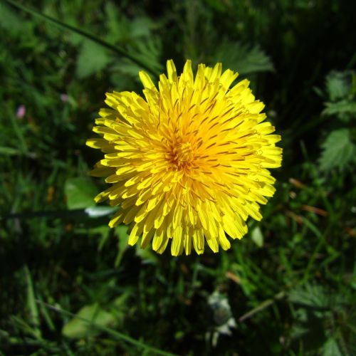 dendelion dandelion yellow flower