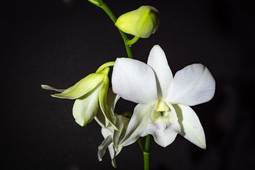 dendrobium  orchid  white