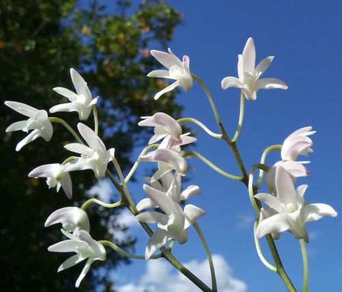 dendrobium orchid blossoms blue sky