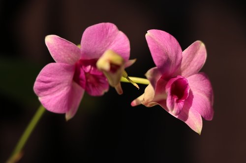 dendrobium orchid  pink  flower