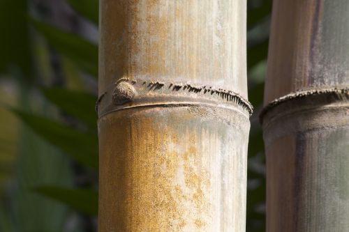 dendrocalamus giganteus bamboo giant bamboo