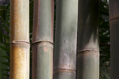dendrocalamus giganteus bamboo giant bamboo
