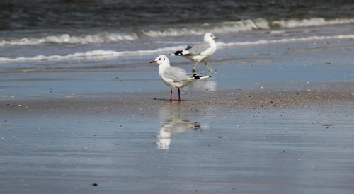 denmark  romo  beach