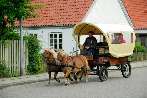 denmark cart ponies