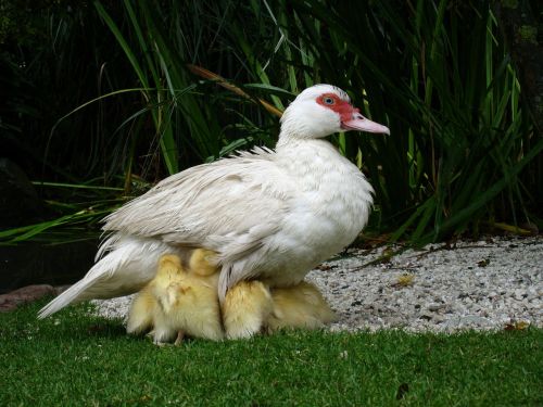 denmark tivoli duck