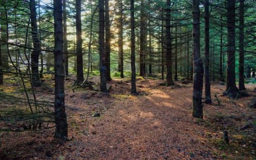 dense forest green