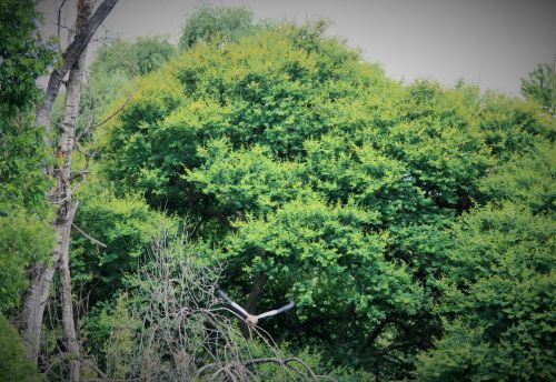 Dense Green Foliage