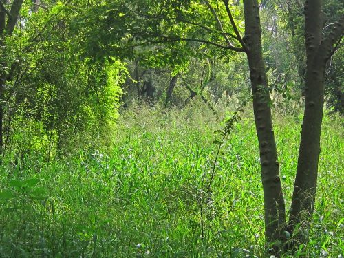 Dense Green Vegetation