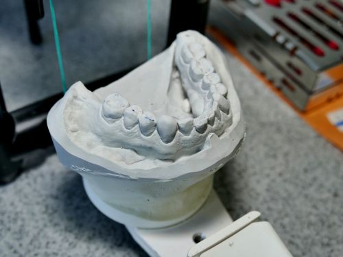 dental model pine tooth