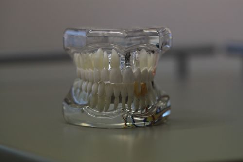 dentistry dentals teeth