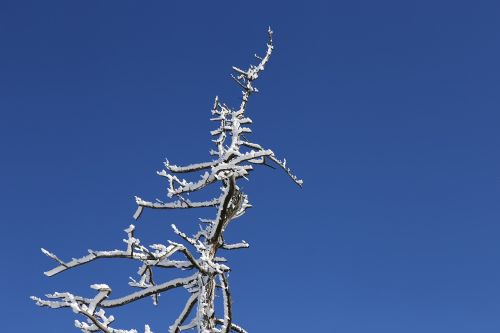 deogyusan snow flower seolcheonbong