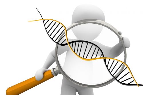 deoxyribonucleic acid dns genetics