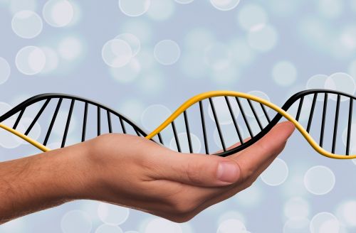 dna deoxyribonucleic acid dns