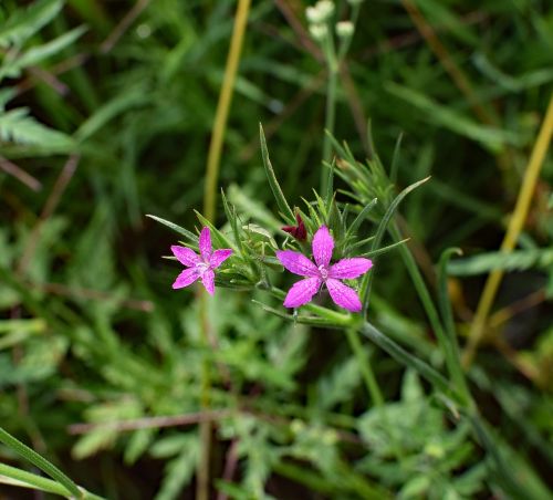 deptford pink dianthus armeria wildflower