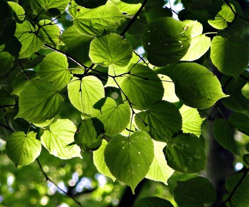 depth green foliage