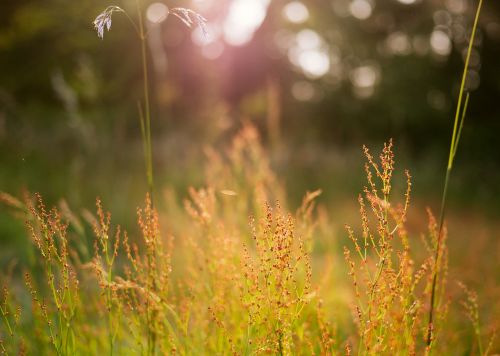 depth of field field grass