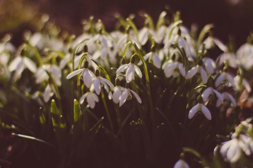 depth of field flora flowers