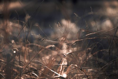 depth of field dry grass