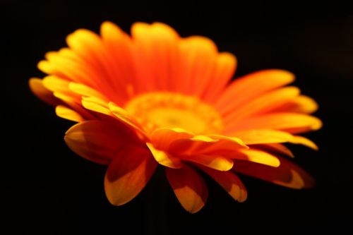 depth of field orange flower