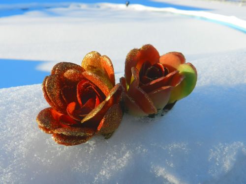 Flowers On The Snow # 1