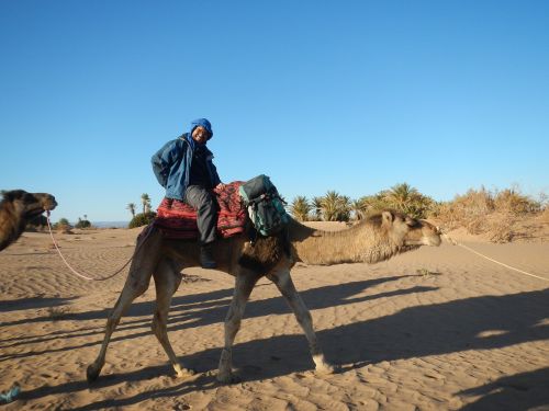 desert wüstentour camel