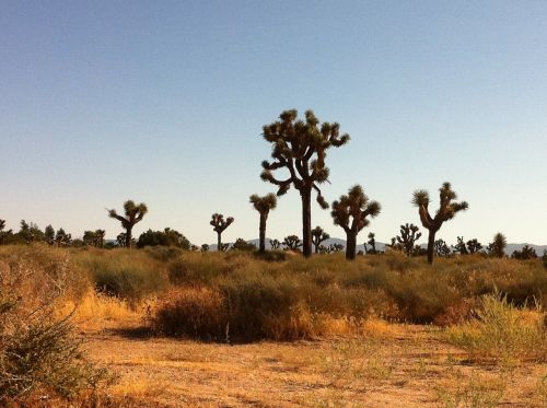 desert cactus landscape