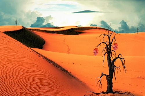 desert tree clouds