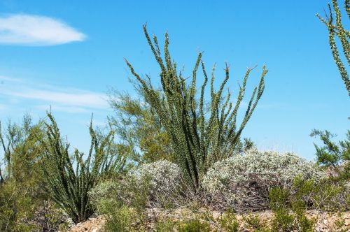 desert cholla arizona