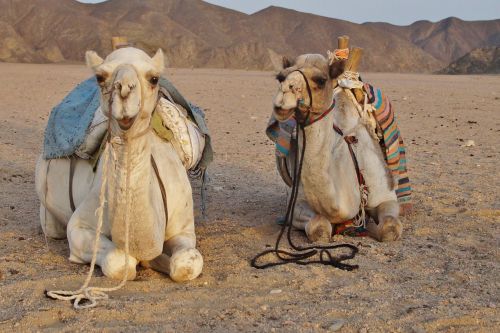 desert camel desert animal