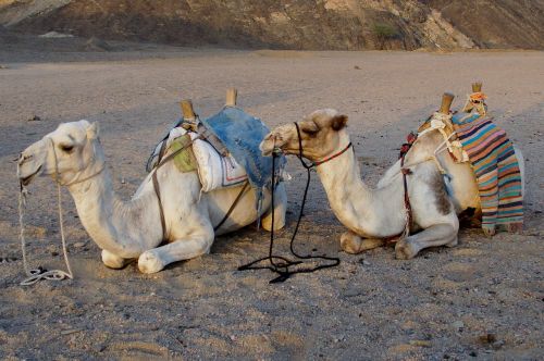 desert camel rest