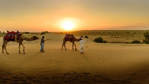 desert sand camel