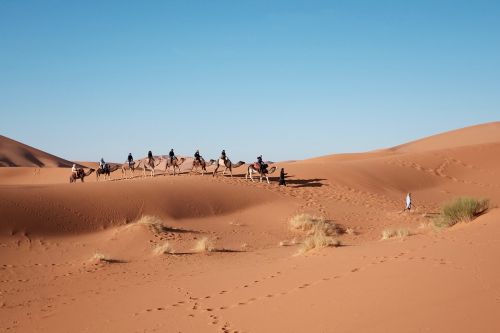 desert camels travel