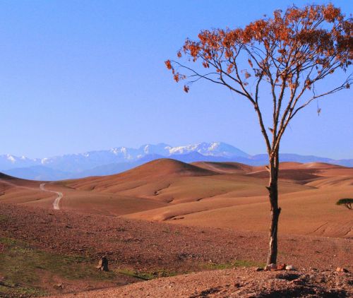 desert morocco tree