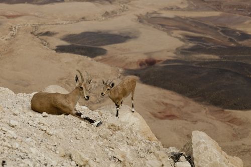 mountain goats desert crater