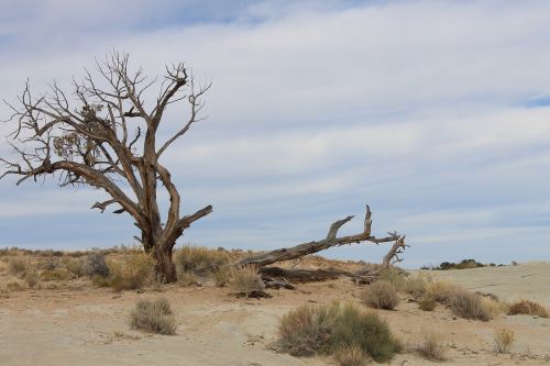 desert twisted tree