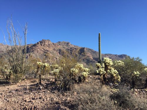 desert cactus arizona