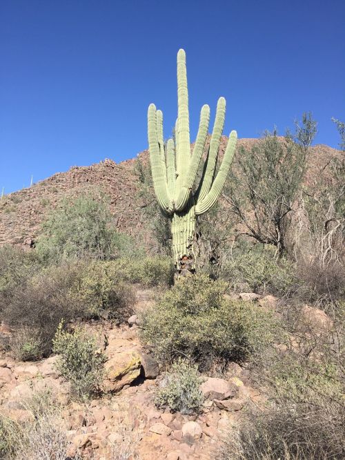 desert cactus arizona