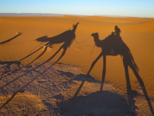 desert sand shadow camel