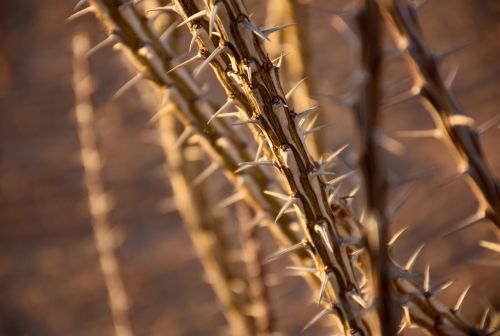 desert plants ocotillo