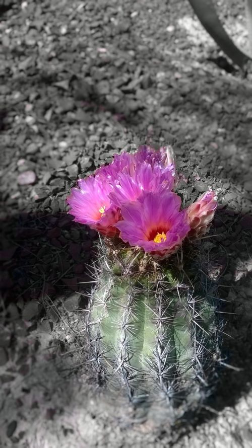 desert flowering cactus