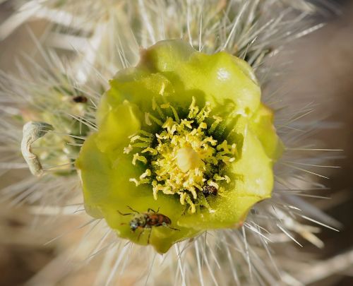 desert bug flower