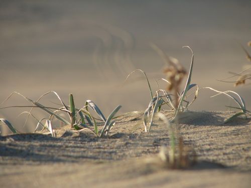 desert grass barron