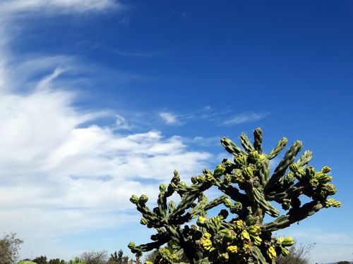 desert cactus sky