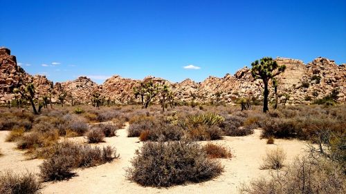 desert tree sky