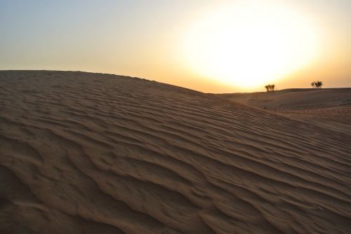 desert sunset camels