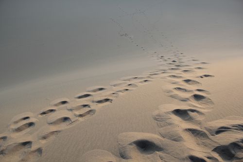 desert foot mark morning