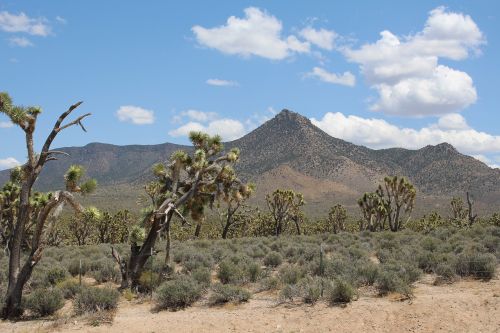 desert las vegas landscape
