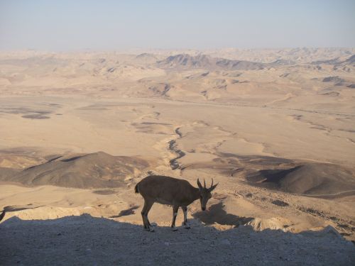 desert neguev israel